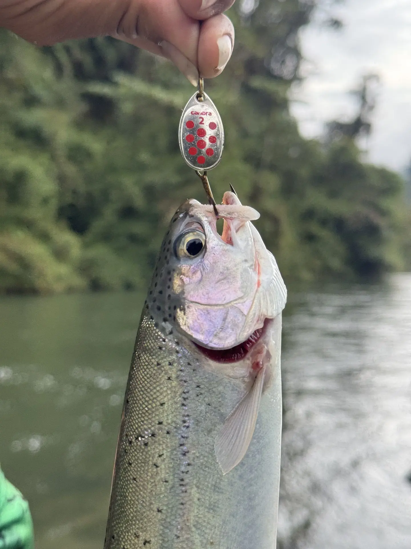 Señuelo para trucha arcoíris - Canbra Ecuador